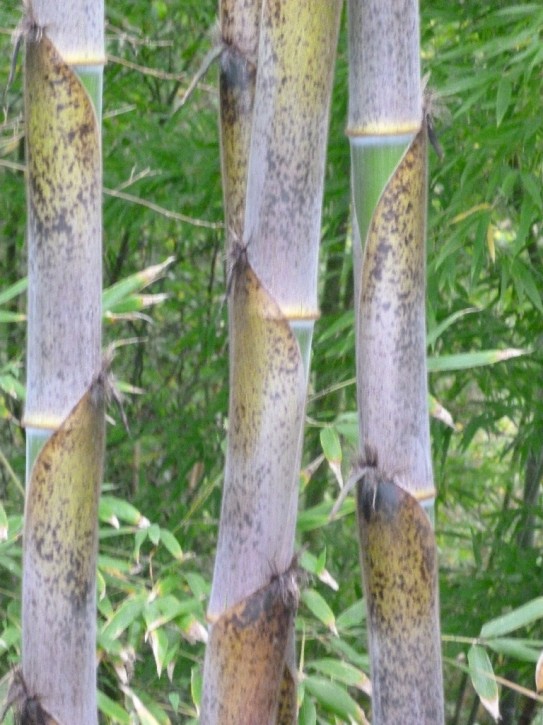 Phyllostachys edulis 'Bokrijk' C5