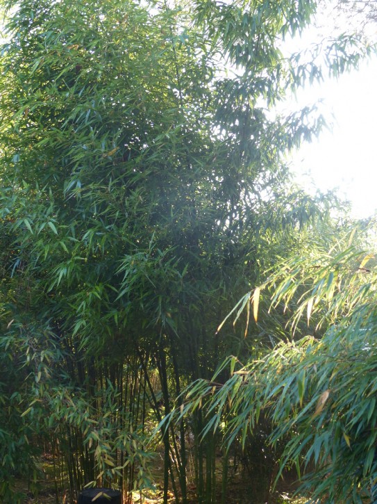 Phyllostachys prominens C5, 0,4-0,6 m hoch