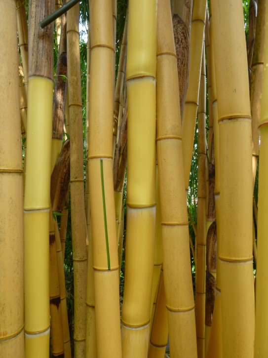 Phyllostachys vivax 'Aureocaulis' C5, 0,6m hoch