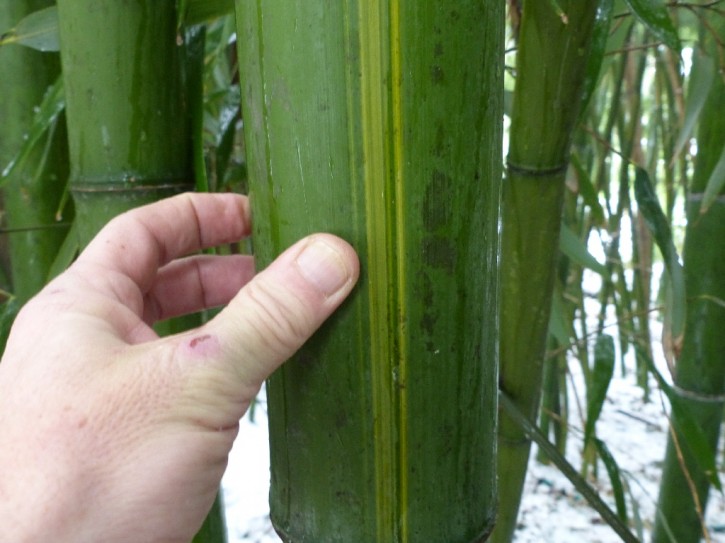 Phyllostachys vivax 'Huangwenzhu' C10, 1,5 m hoch