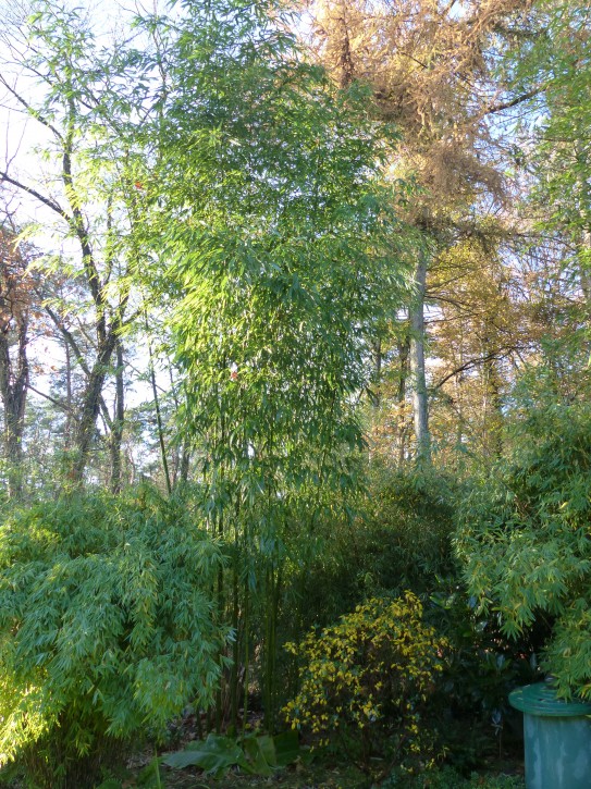 Phyllostachys vivax 'McClure' C5, 1 m hoch