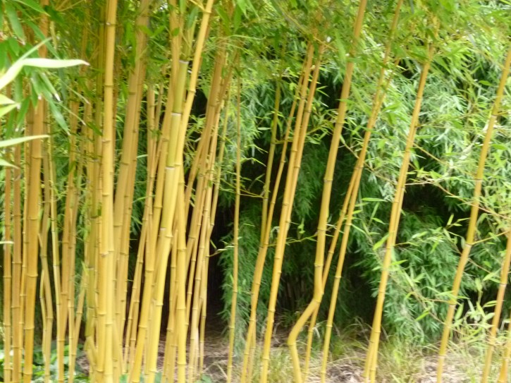 Phyllostachys aureosulcata 'Aureocaulis' C5, 0.6 m hoch